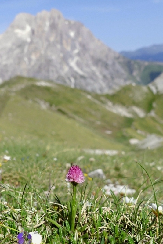 La Nigritella widderi nel Gran Sasso dItalia  luglio 2021.